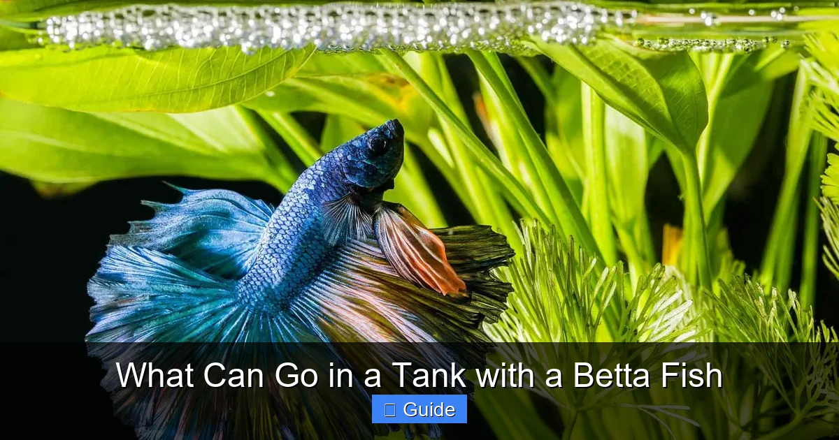 What Can Go in a Tank with a Betta Fish
