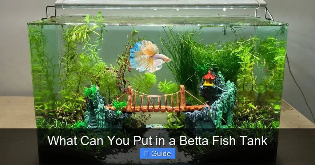 What Can You Put in a Betta Fish Tank
