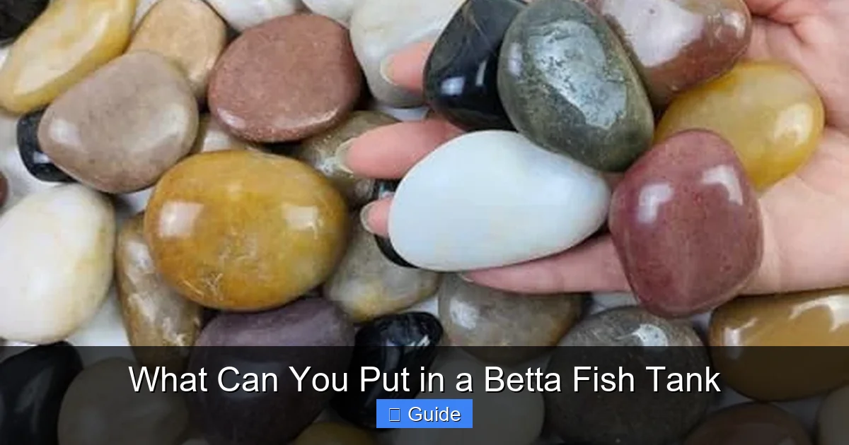 What Can You Put in a Betta Fish Tank