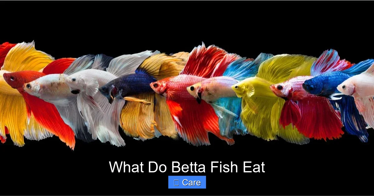 What Do Betta Fish Eat
