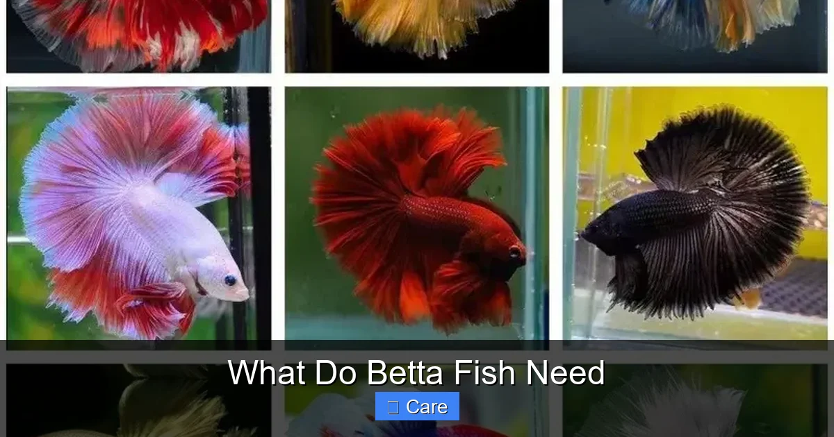 What Do Betta Fish Need