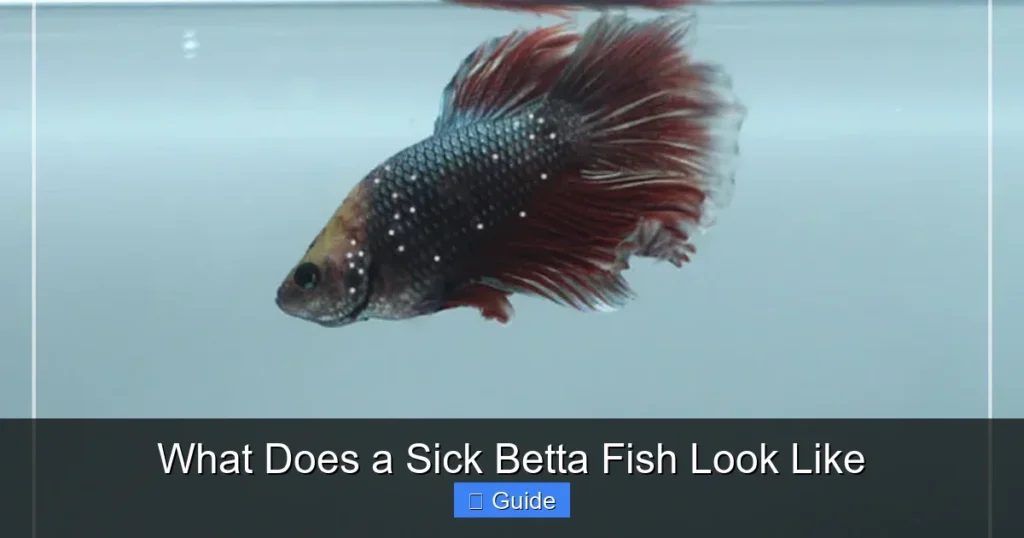 What Does a Sick Betta Fish Look Like