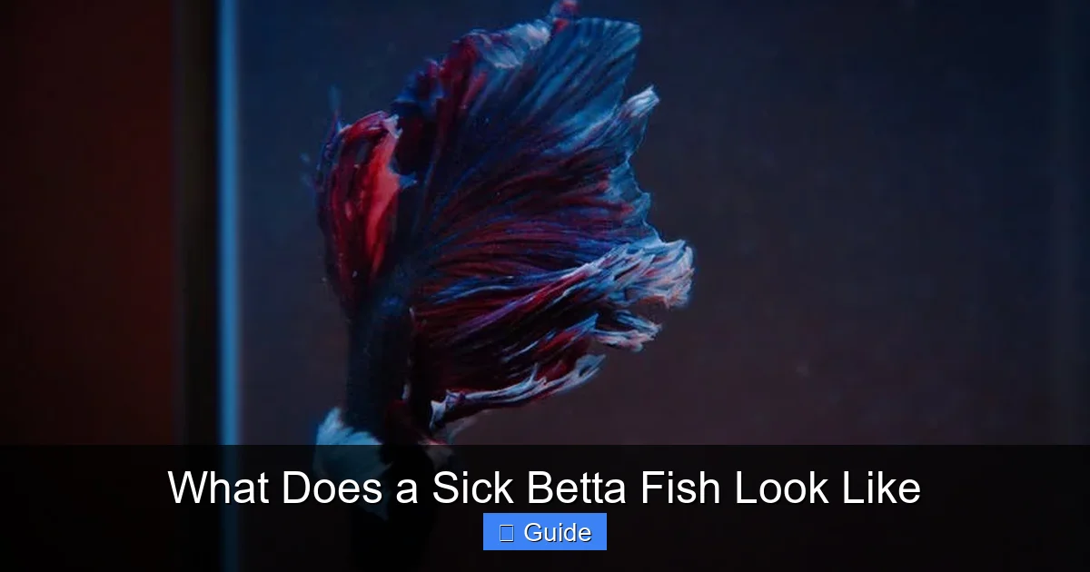 What Does a Sick Betta Fish Look Like