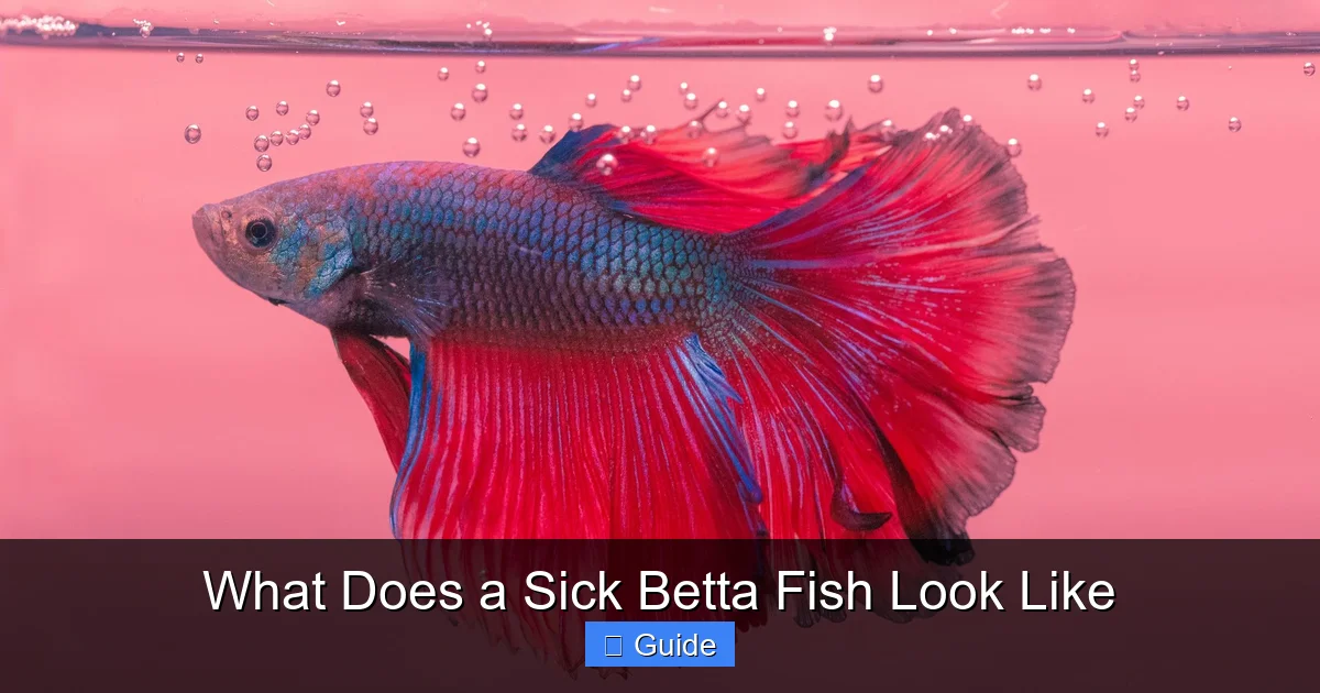 What Does a Sick Betta Fish Look Like