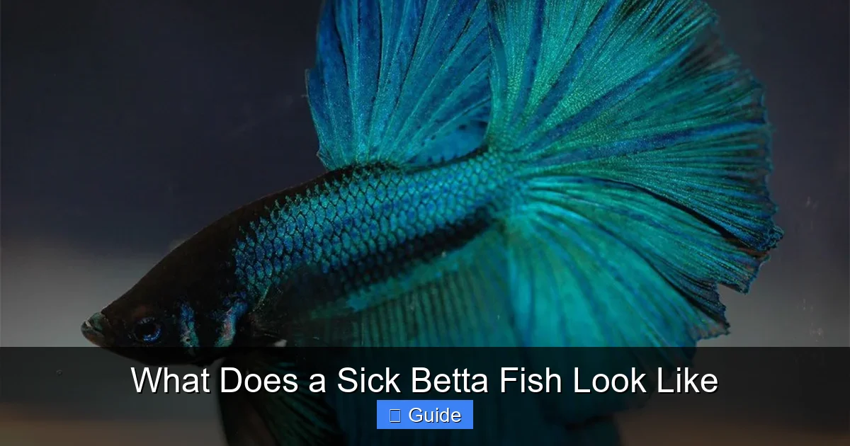 What Does a Sick Betta Fish Look Like