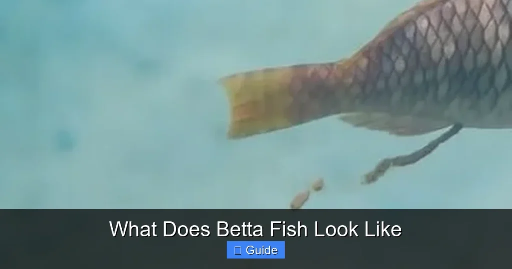 What Does Betta Fish Look Like