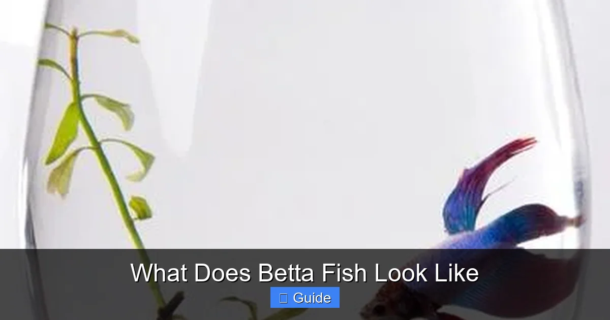What Does Betta Fish Look Like