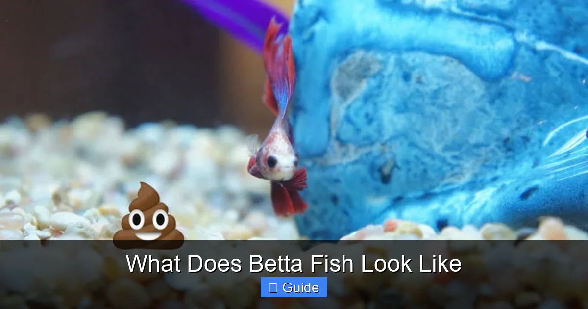 What Does Betta Fish Look Like