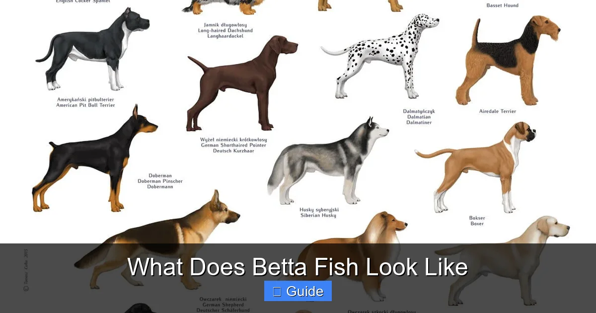 What Does Betta Fish Look Like