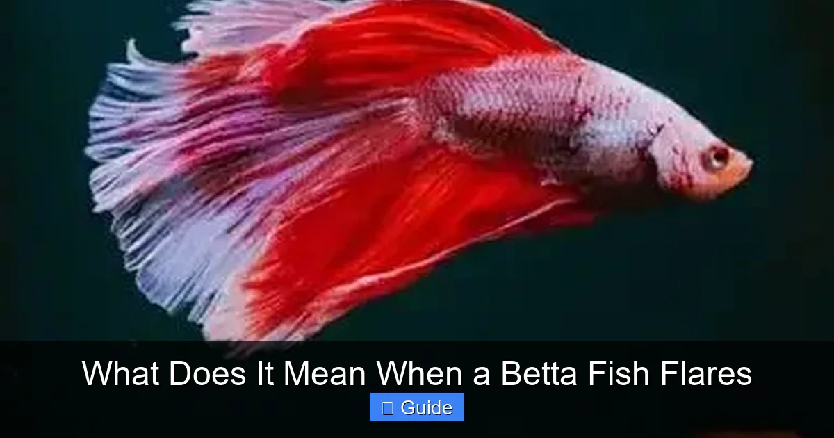 What Does It Mean When a Betta Fish Flares