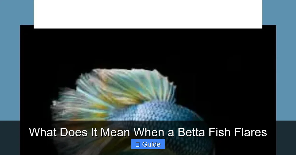 What Does It Mean When a Betta Fish Flares