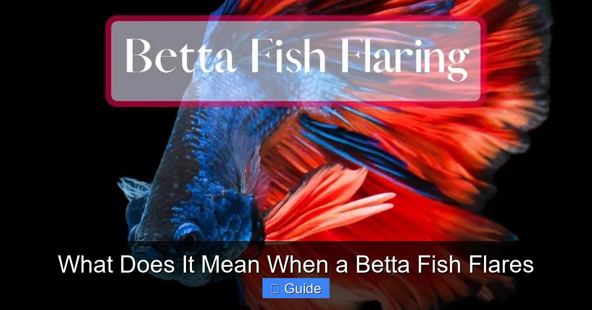 What Does It Mean When a Betta Fish Flares