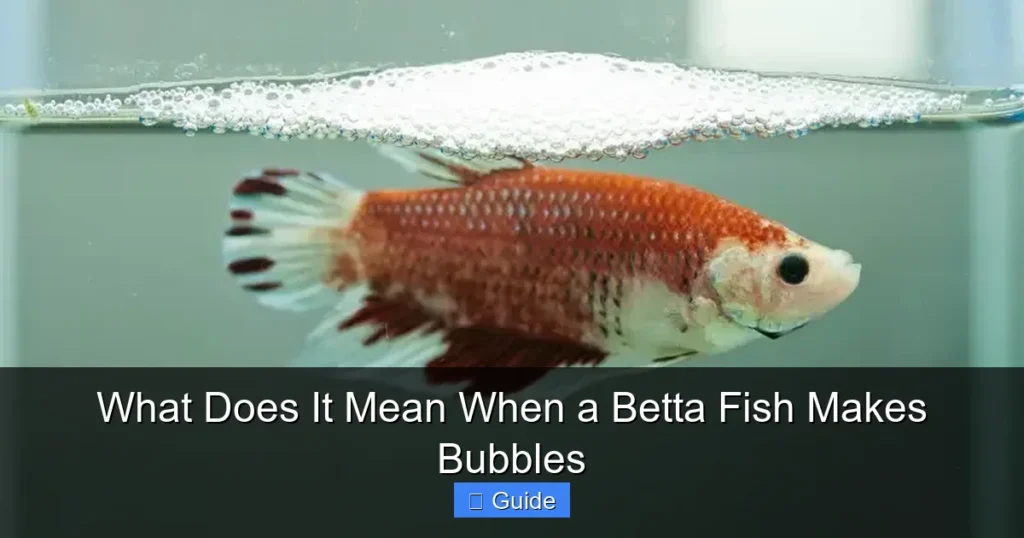 What Does It Mean When a Betta Fish Makes Bubbles