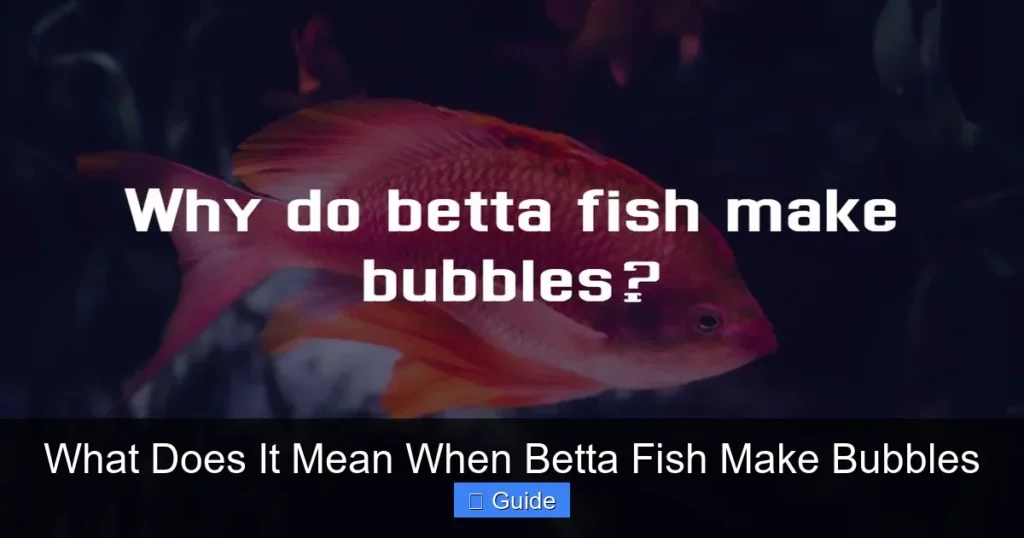 What Does It Mean When Betta Fish Make Bubbles