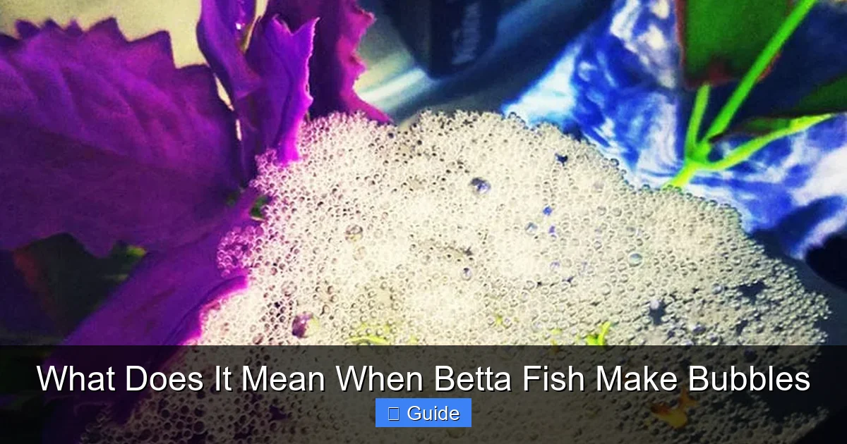 What Does It Mean When Betta Fish Make Bubbles