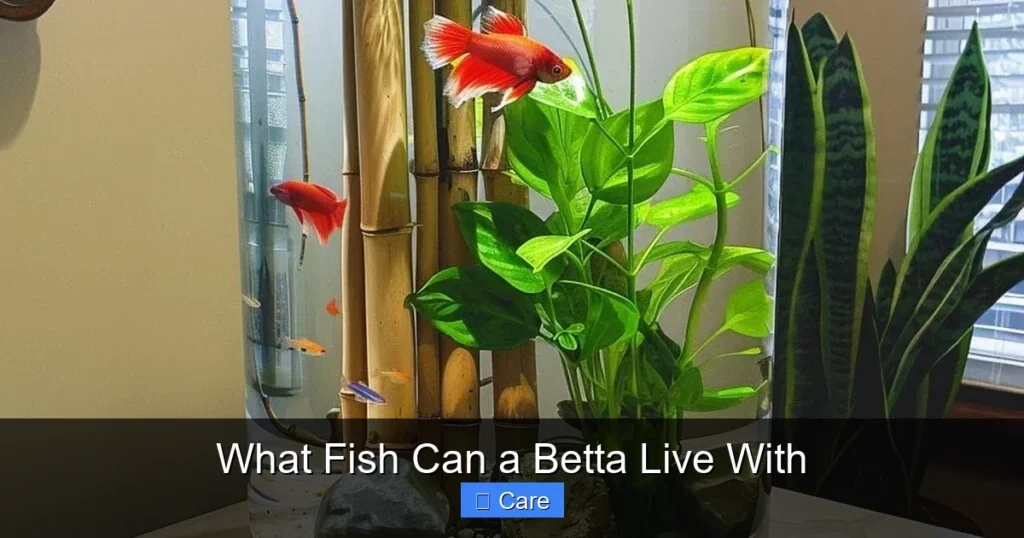 What Fish Can a Betta Live With