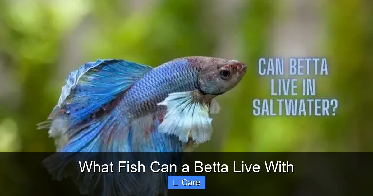 What Fish Can a Betta Live With