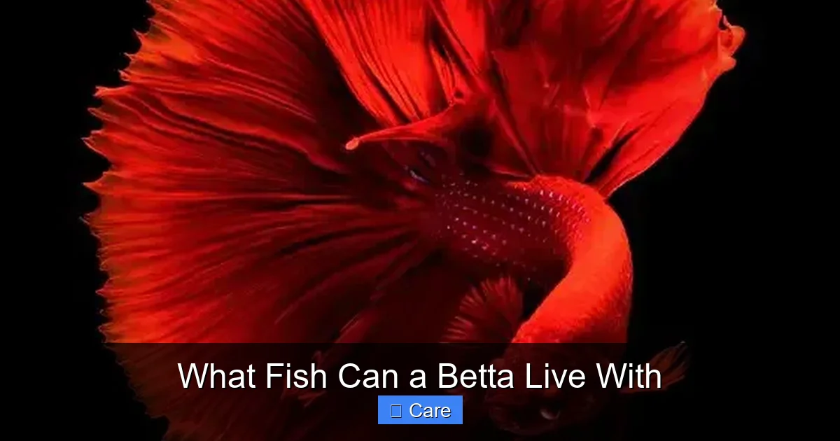 What Fish Can a Betta Live With