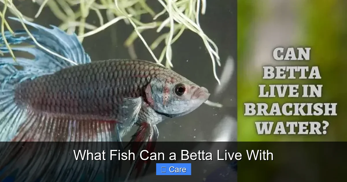 What Fish Can a Betta Live With