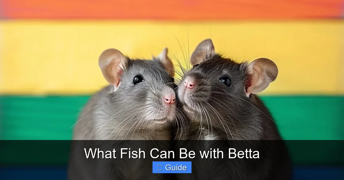 What Fish Can Be with Betta