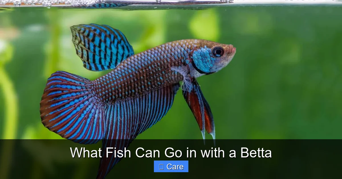 What Fish Can Go in with a Betta