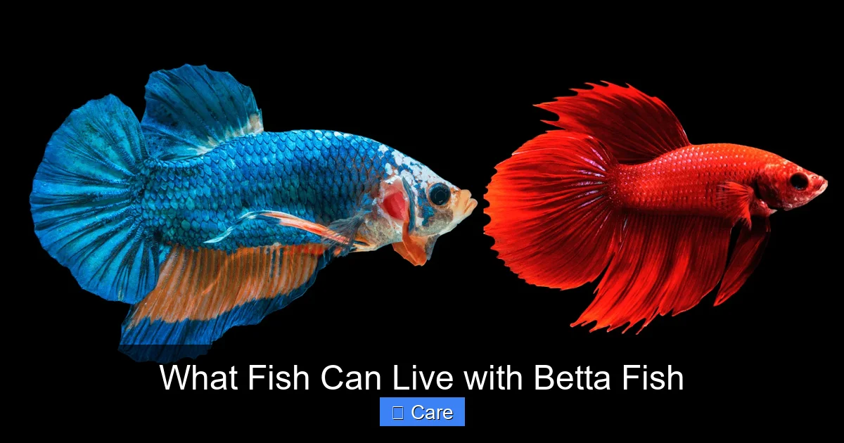 What Fish Can Live with Betta Fish