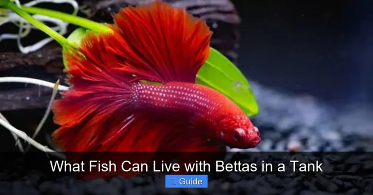 What Fish Can Live with Bettas in a Tank