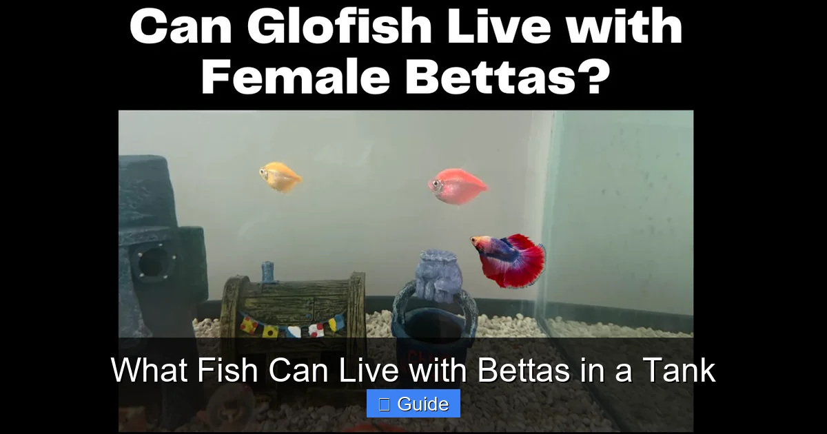 What Fish Can Live with Bettas in a Tank