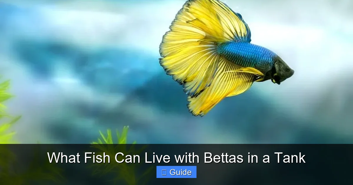What Fish Can Live with Bettas in a Tank