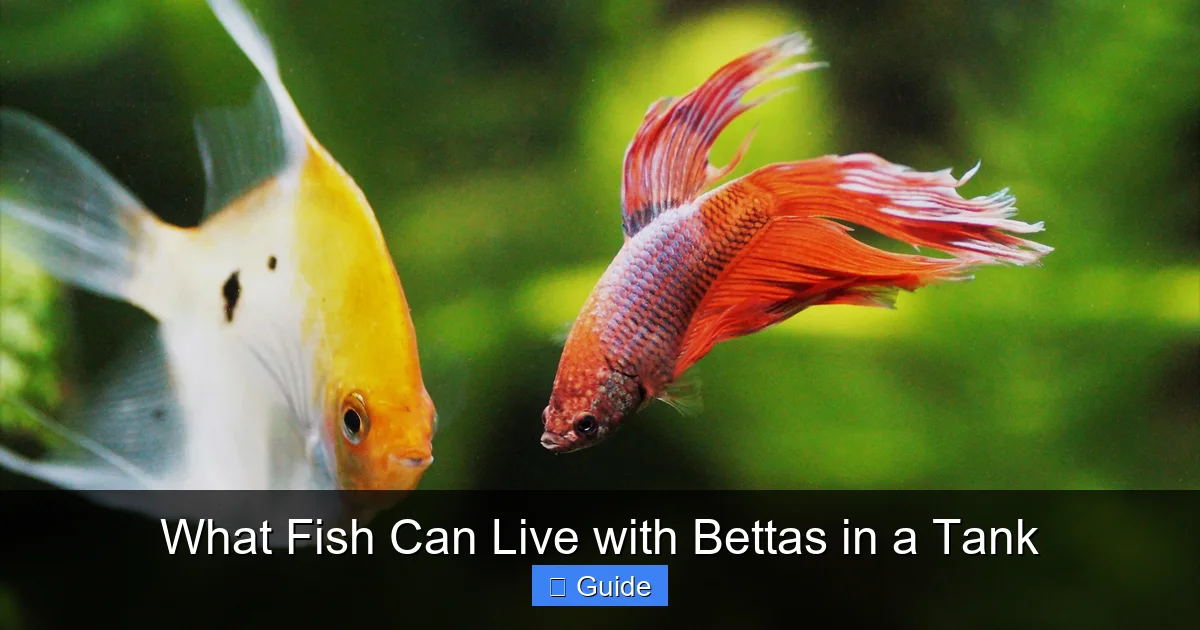What Fish Can Live with Bettas in a Tank
