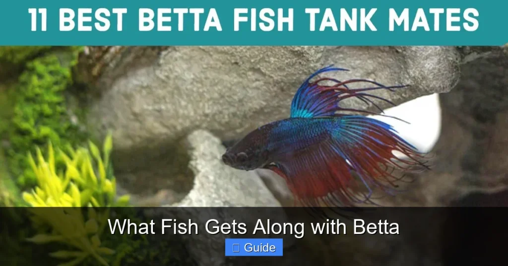 What Fish Gets Along with Betta