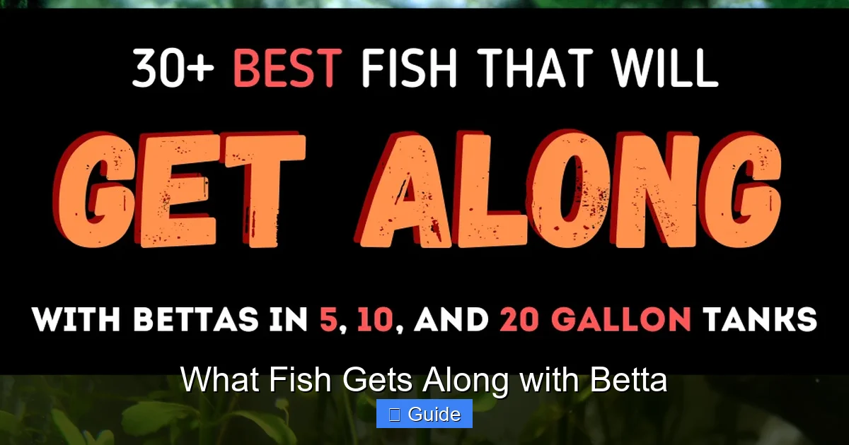 What Fish Gets Along with Betta