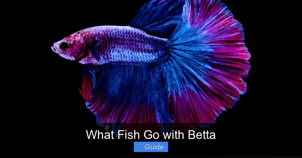 What Fish Go with Betta