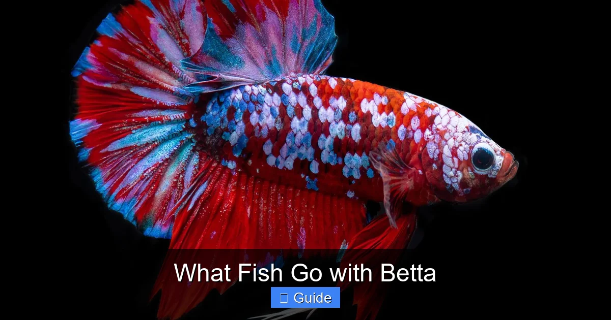 What Fish Go with Betta