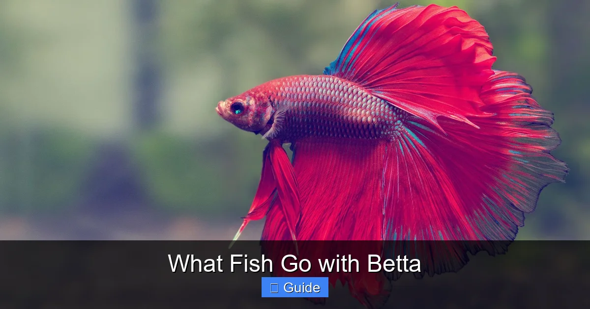 What Fish Go with Betta