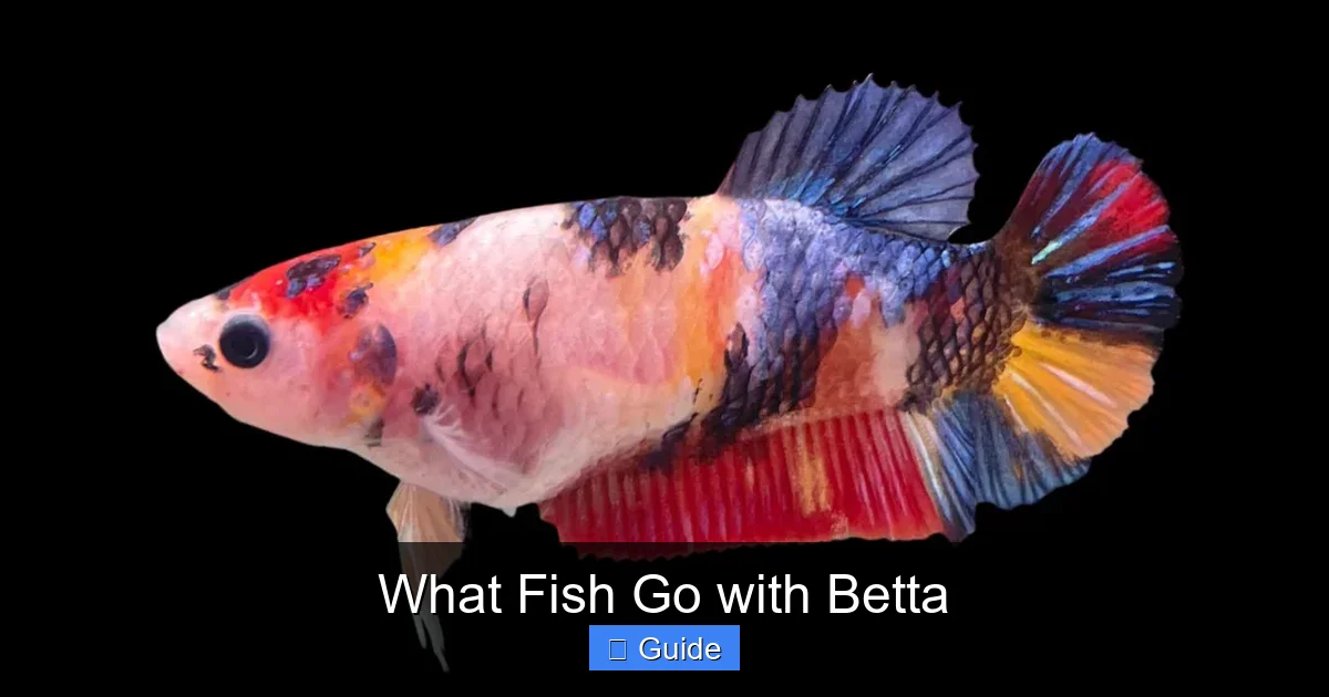 What Fish Go with Betta