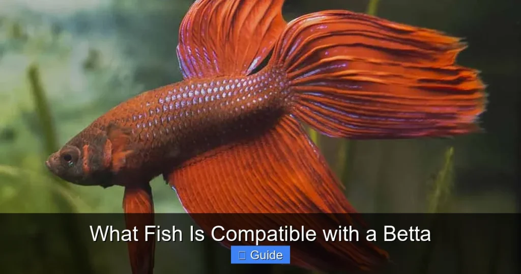 What Fish Is Compatible with a Betta