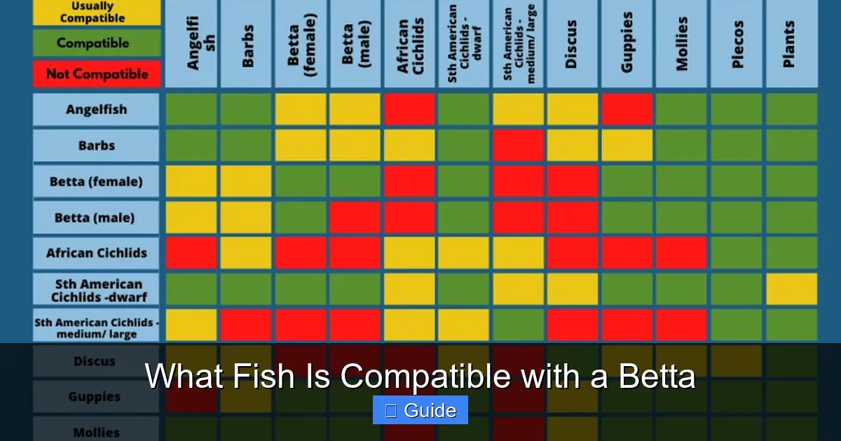 What Fish Is Compatible with a Betta