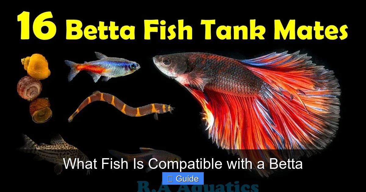What Fish Is Compatible with a Betta