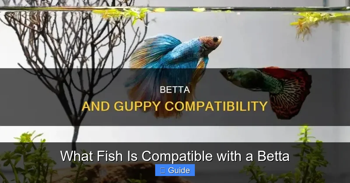 What Fish Is Compatible with a Betta