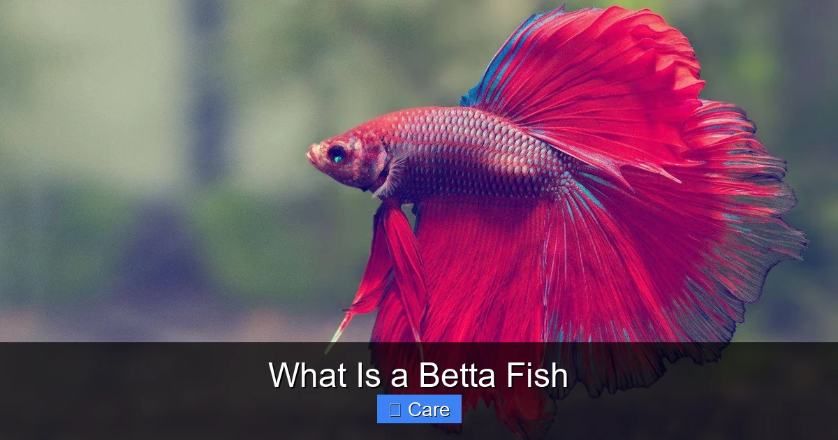 What Is a Betta Fish