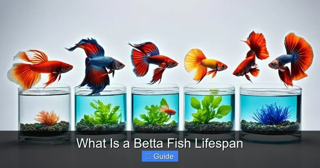 What Is a Betta Fish Lifespan