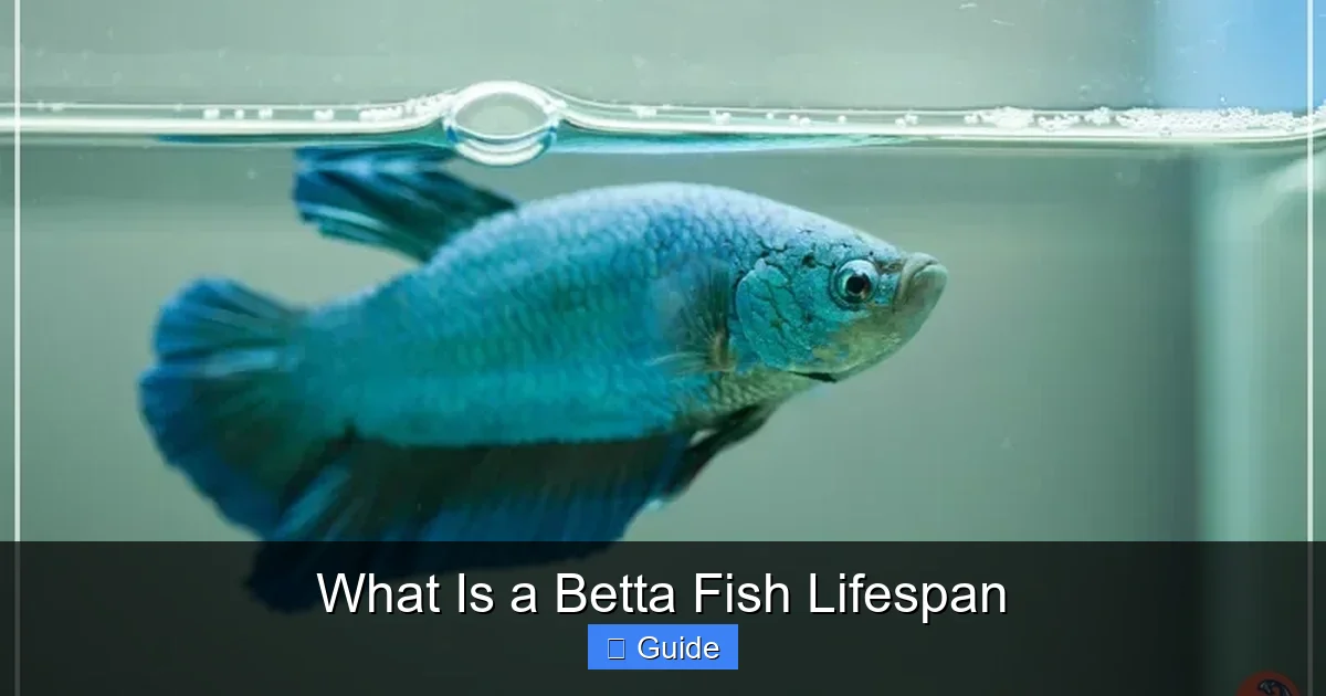 What Is a Betta Fish Lifespan