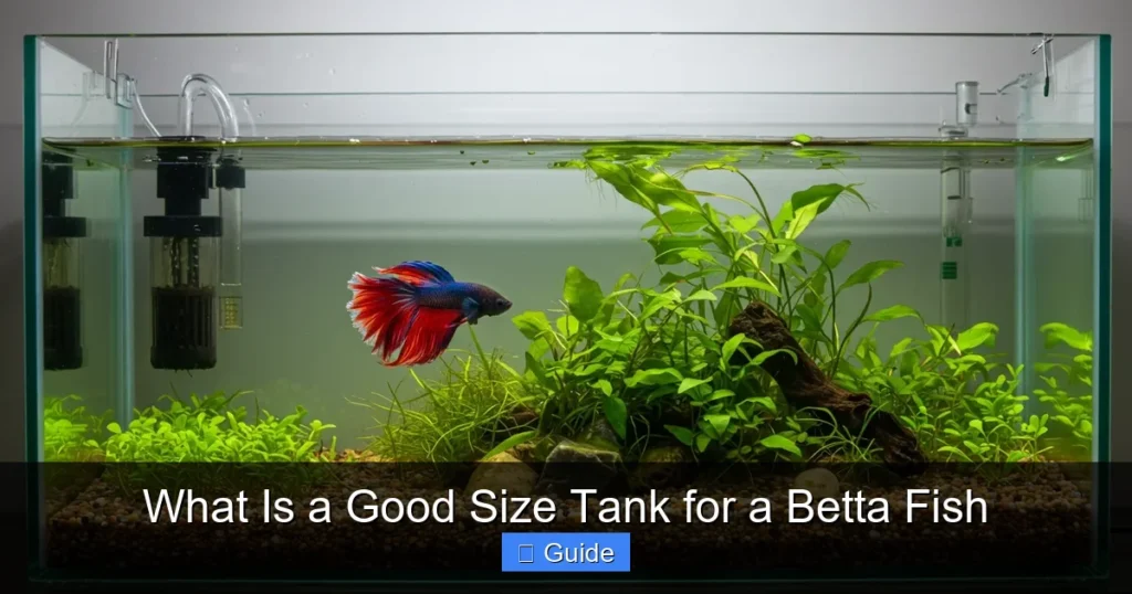 What Is a Good Size Tank for a Betta Fish