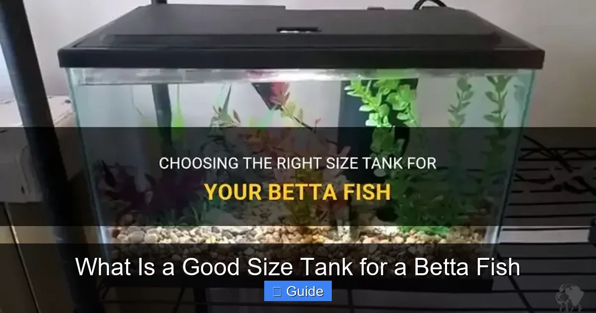 What Is a Good Size Tank for a Betta Fish