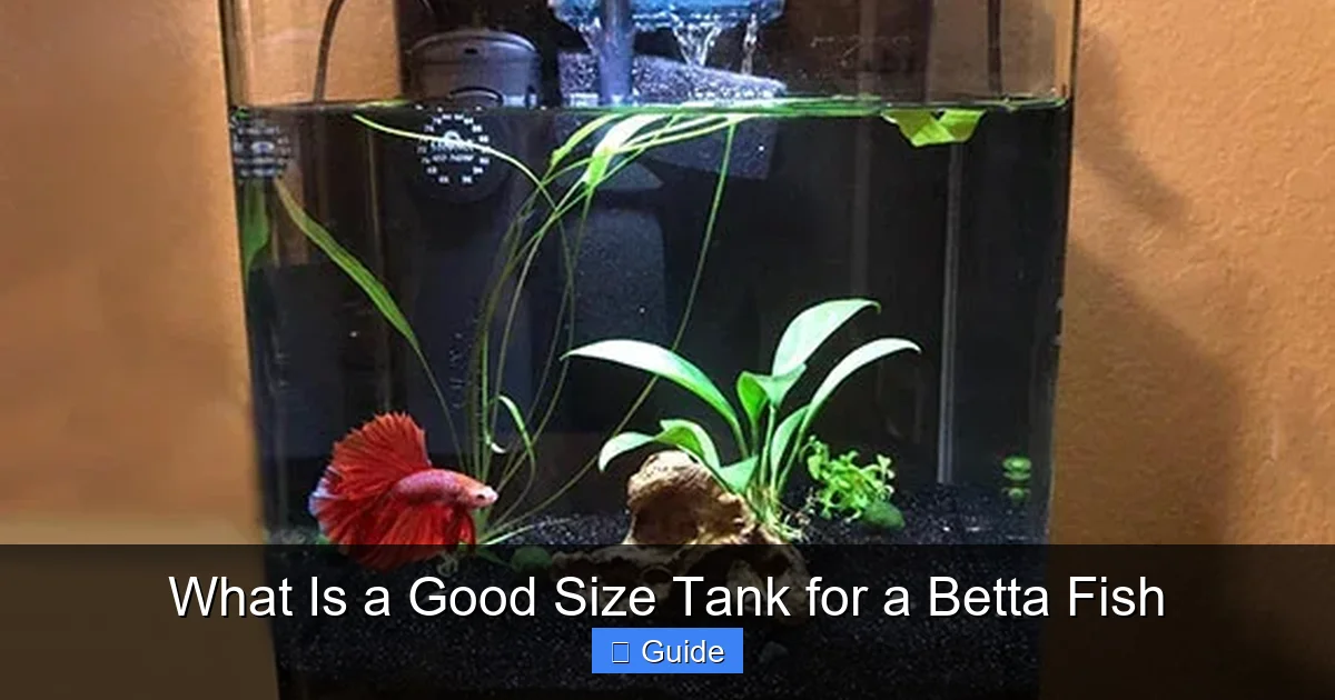 What Is a Good Size Tank for a Betta Fish