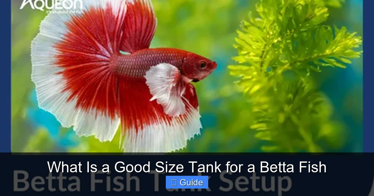 What Is a Good Size Tank for a Betta Fish