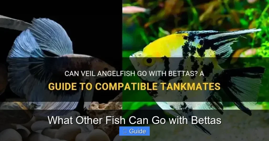 What Other Fish Can Go with Bettas