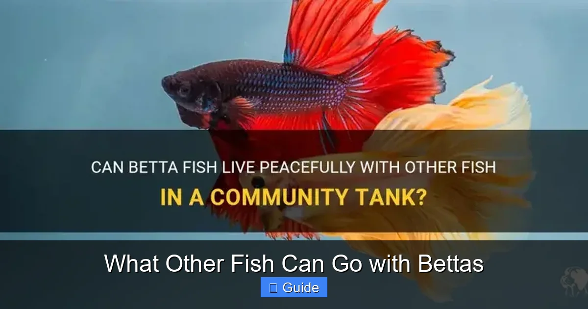 What Other Fish Can Go with Bettas