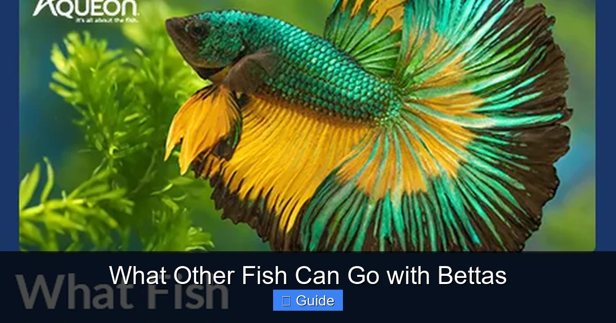 What Other Fish Can Go with Bettas